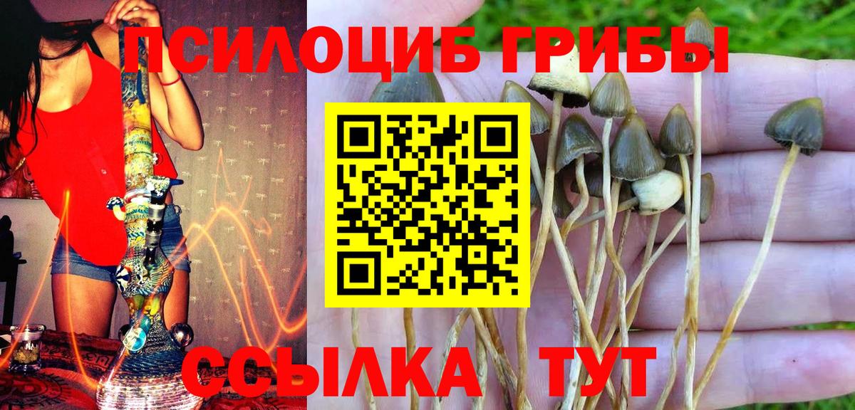 Галлюциногенные грибы Psilocybe Крымск